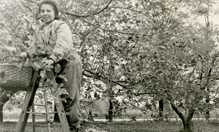 Lady standing on ladder in orchard.