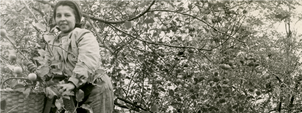 Lady standing on ladder in orchard.