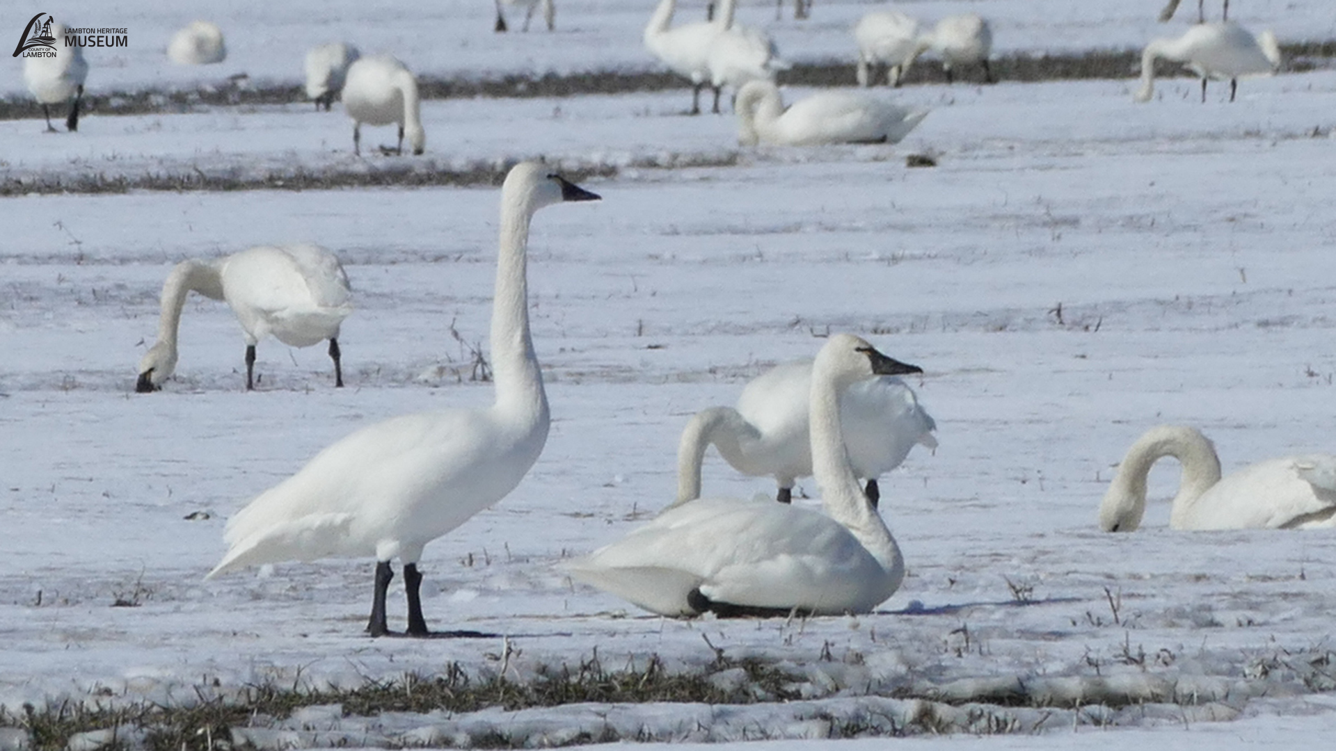 A flock of white tundra swans standing and foraging in a snow-covered field during winter