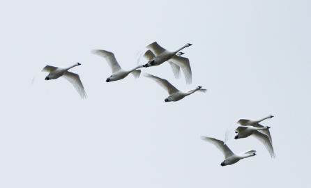 small group of swans flying through the sky