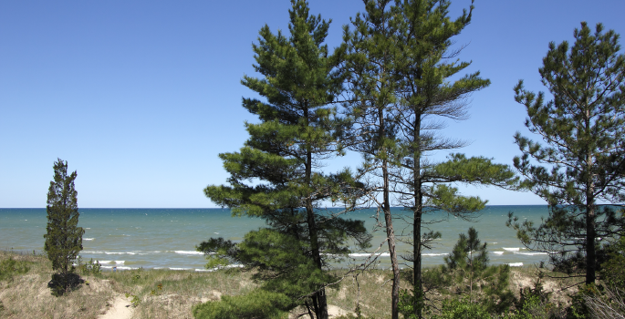 Pine trees waving in the wind