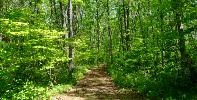 Forest trail