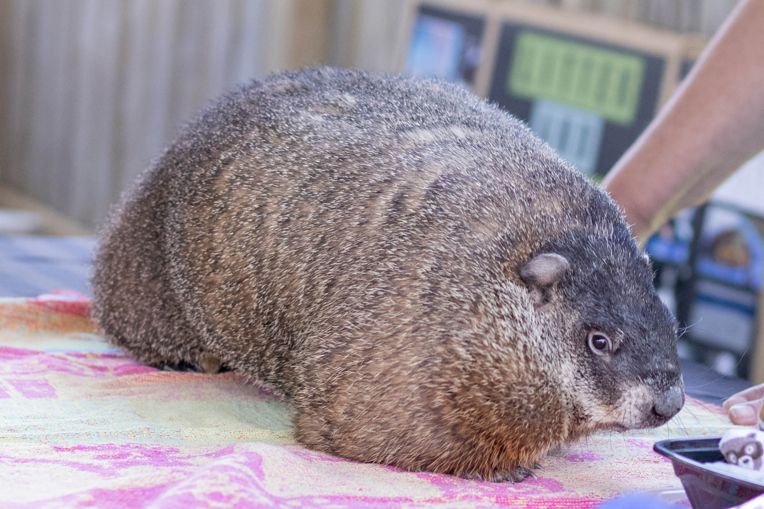 A groundhog from Heaven's Wildlife sits on a blanket at an event at the Oil Museum in 2022.