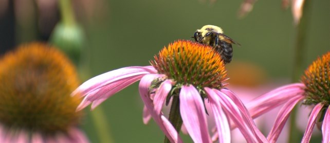 Bee on purple flower.