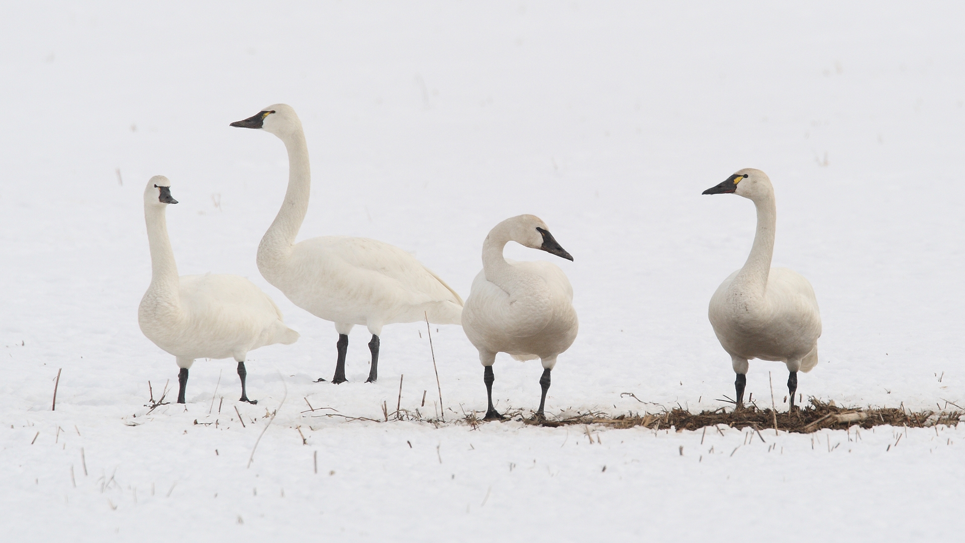 Standing tundra swans.