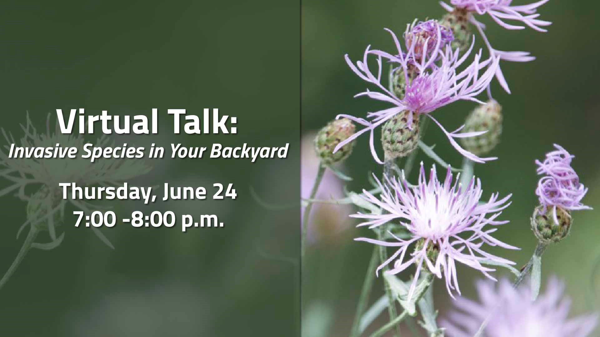 Purple flowers with text, "Virtual Talk, Invasive Species in Your Backyard, Thursday, June 24, 7:00 - 8:00 p.m."