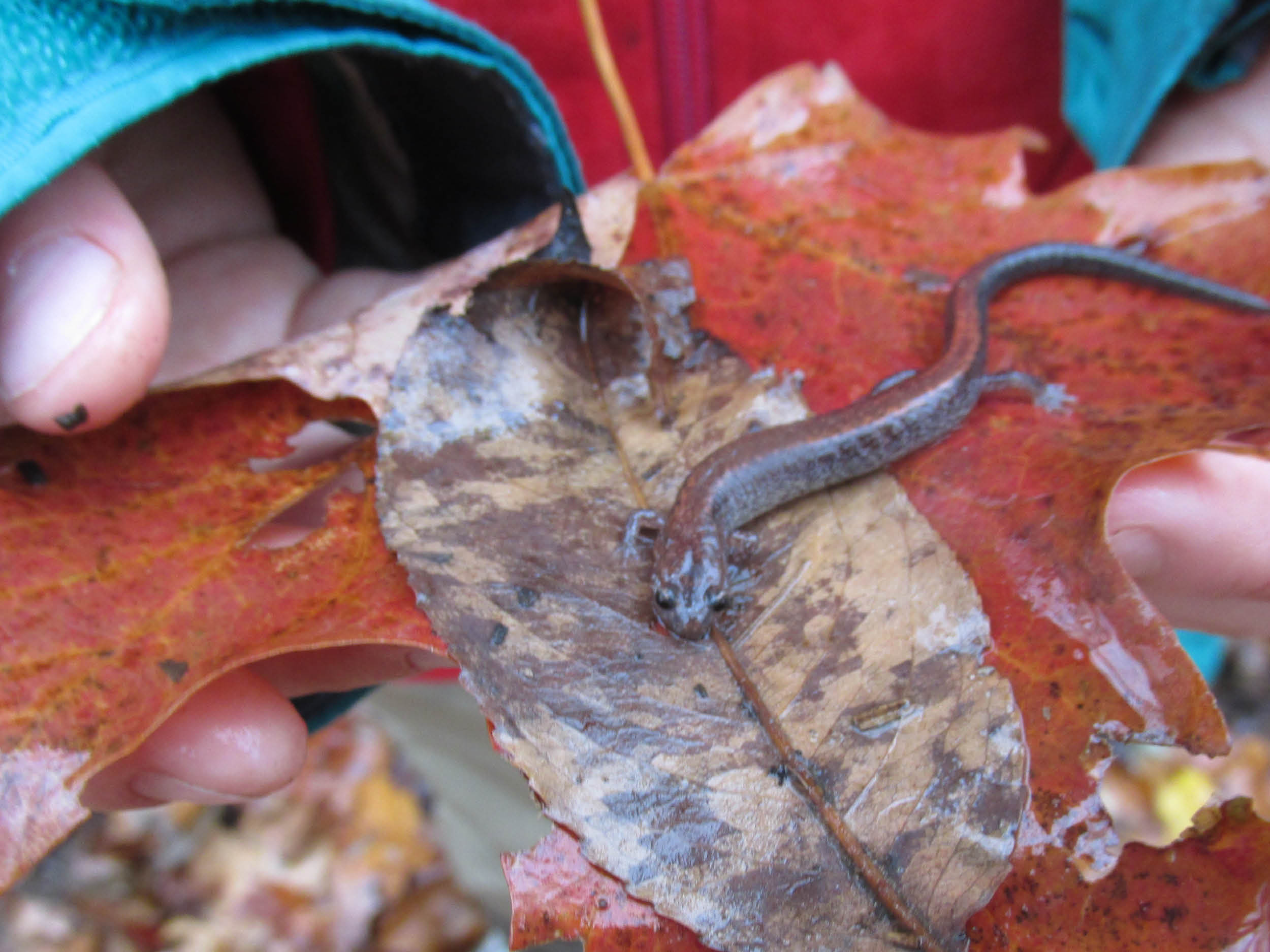An image of a brown salamander on a red leaf being held by a child's hands.