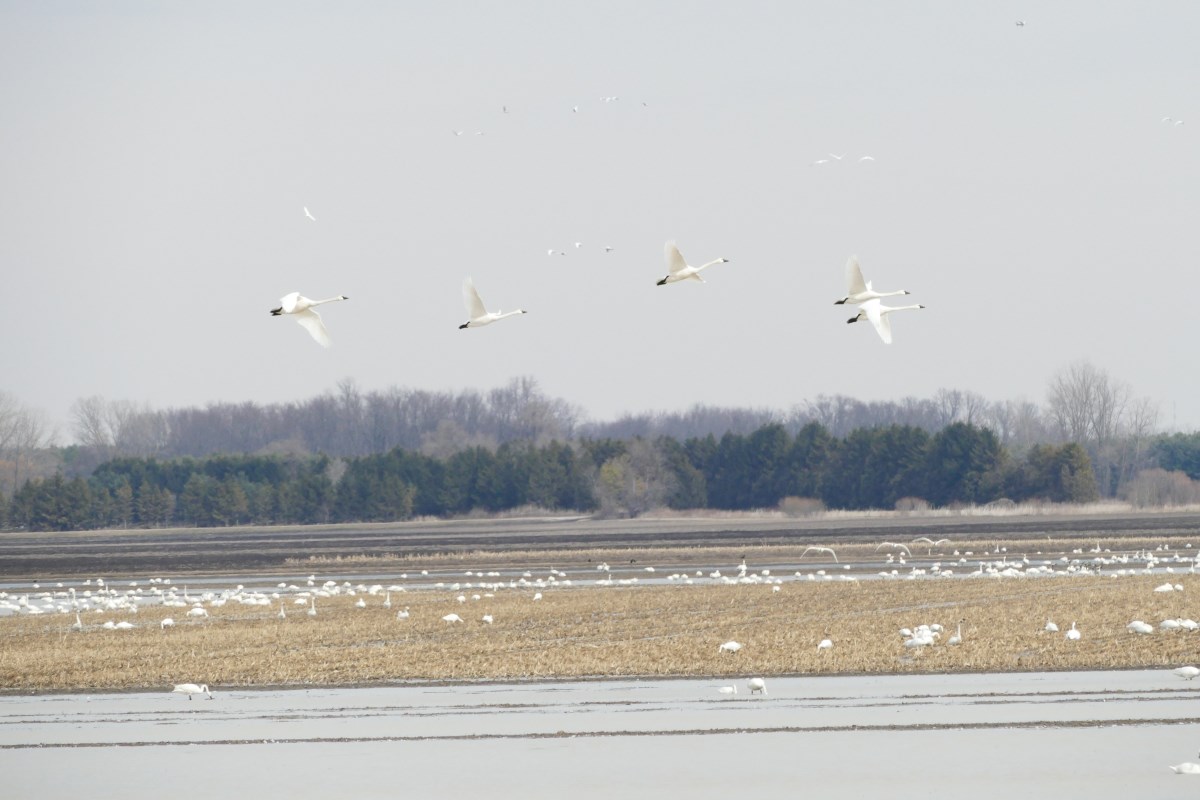 Swans in a field.