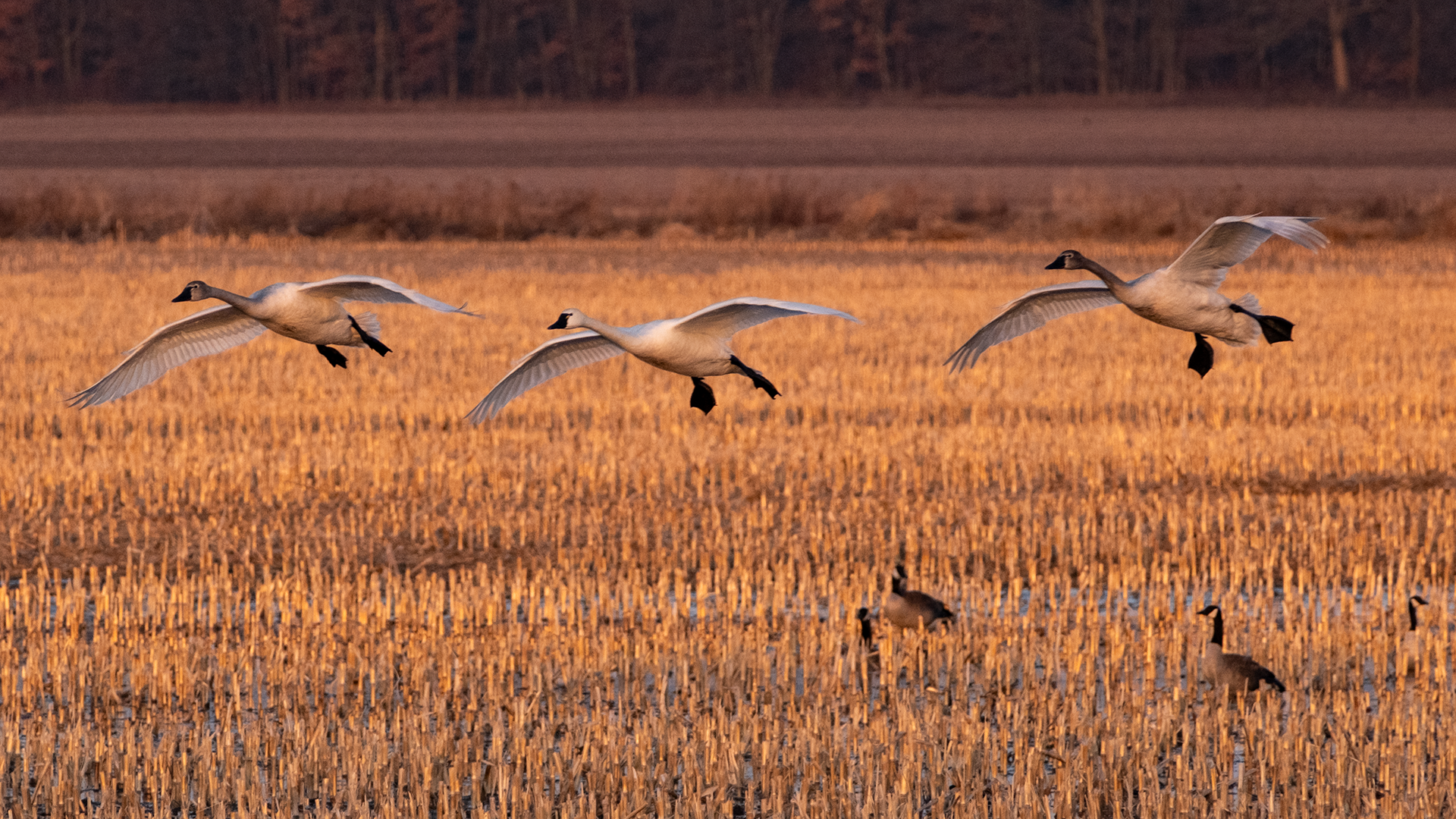 Tundra Swans fly through a field in March 2025