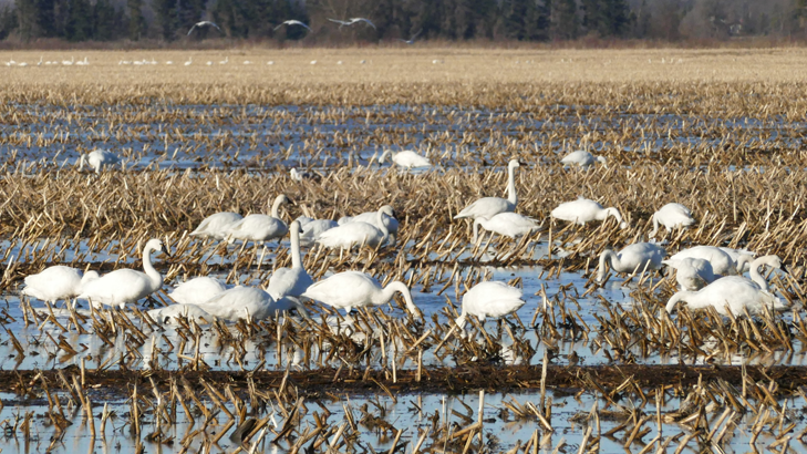 Tundra swans in a field.