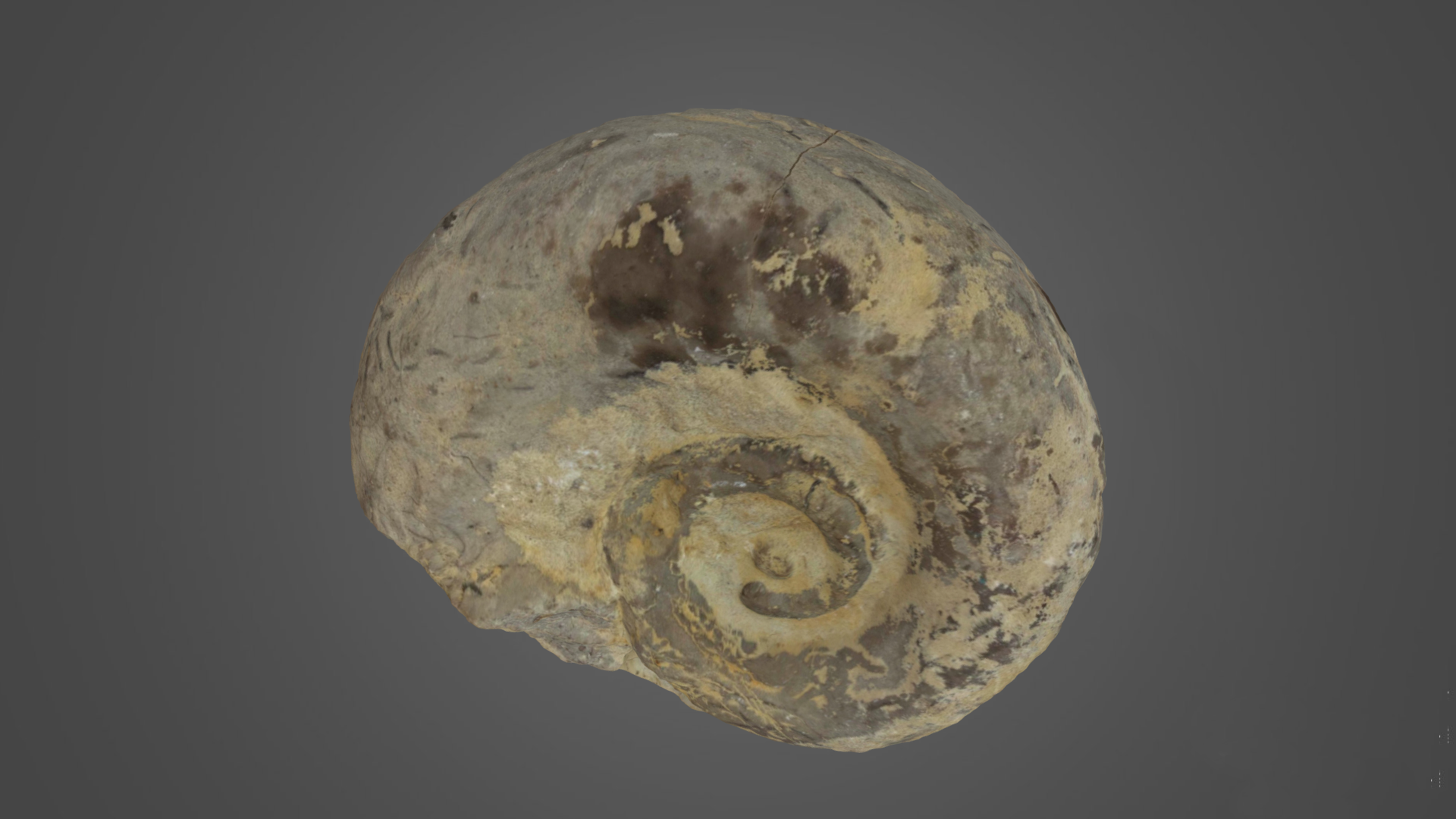 Picture of a 3D scanned Fossil