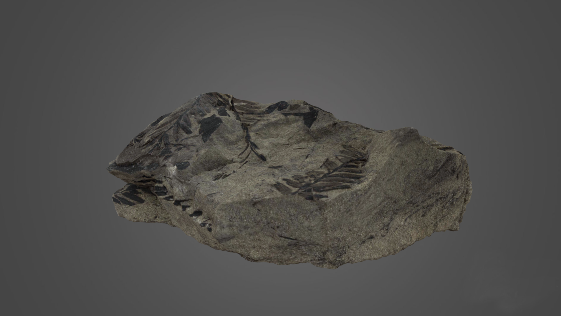 3D Scan of a Carbon Film Fossil 