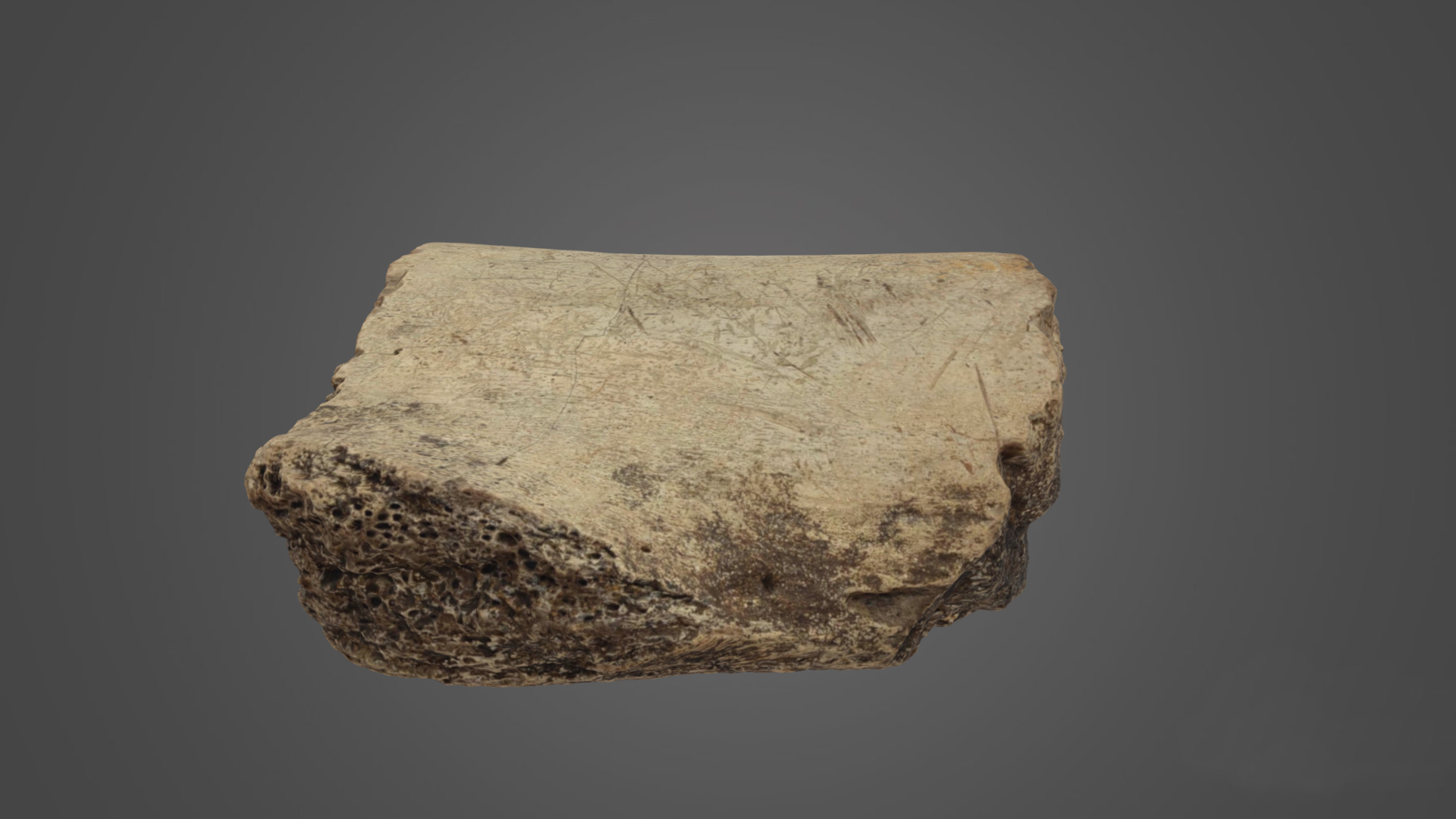 3D Scan of a Petrified Fossil