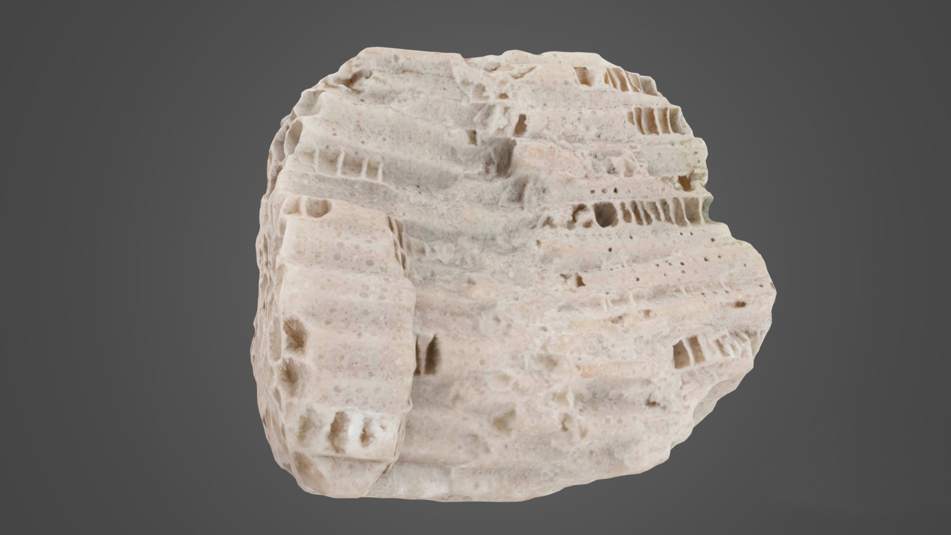 3D Scan of Tabulate Coral Mold Fossil