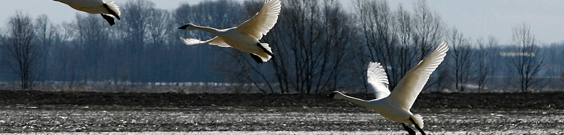 Tundra Swans